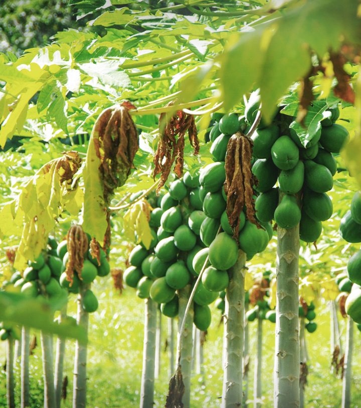 Papaya block at Koshele Farm